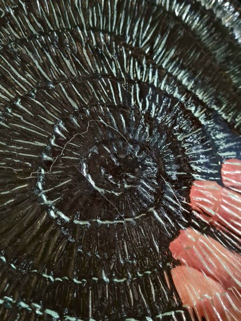 Patera Skamielina / Amonit E. Trzewik - Drost HSG Ząbkowice 25 cm